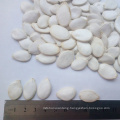 13cm big snow white big size pumpkin seeds